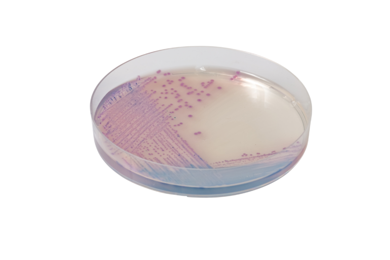 Хромогенне середовище для виявлення та ізоляції видів Salmonella / CHROMagarTM Salmonella